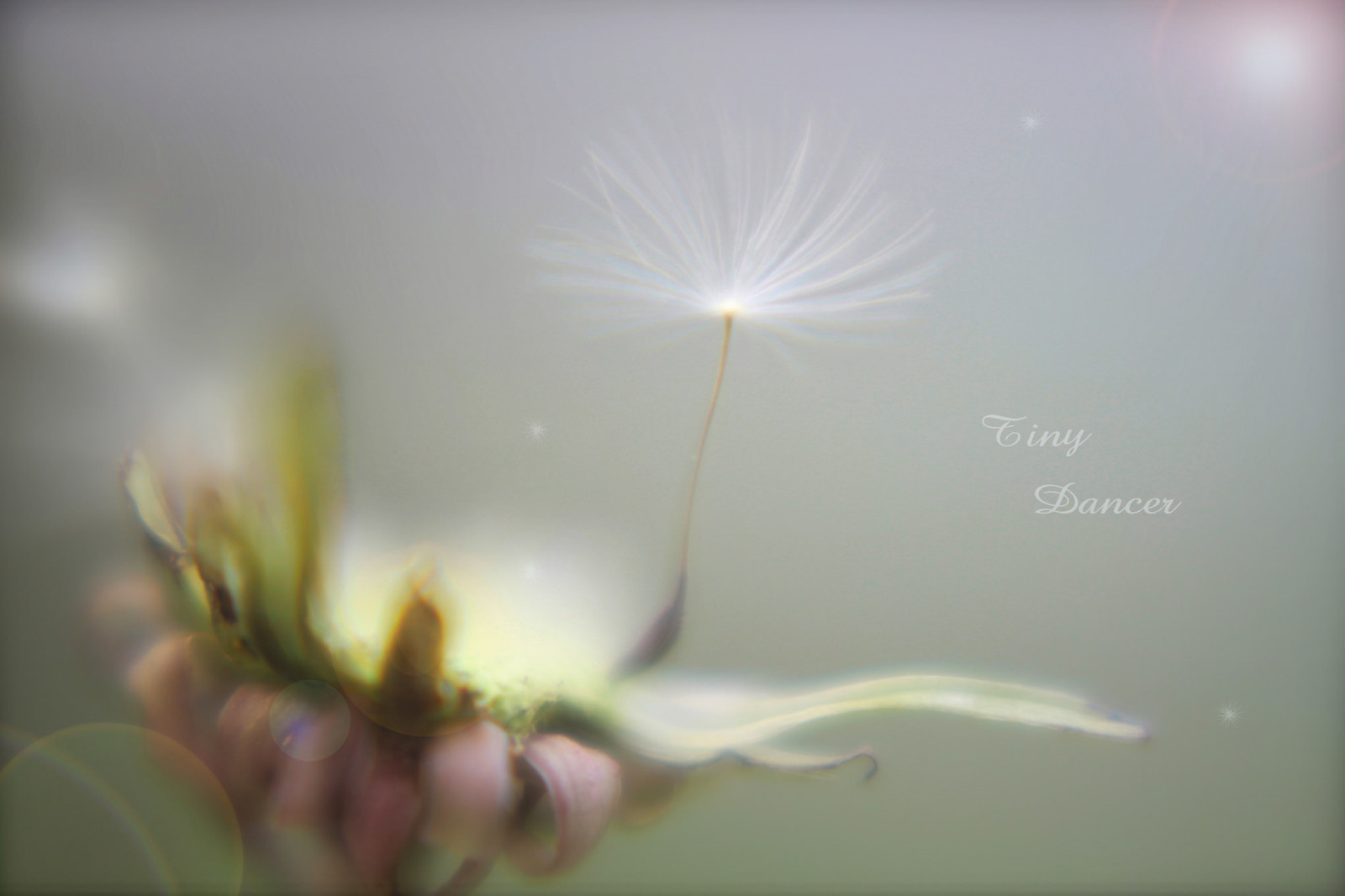 paardebloem, pluis, kleine danser