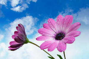 gotas, flor, natureza, pétalas, Rosa, o céu