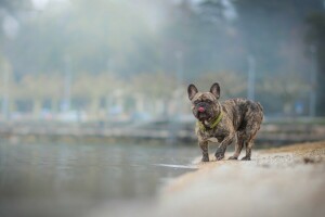 kutya, francia bulldog, víz