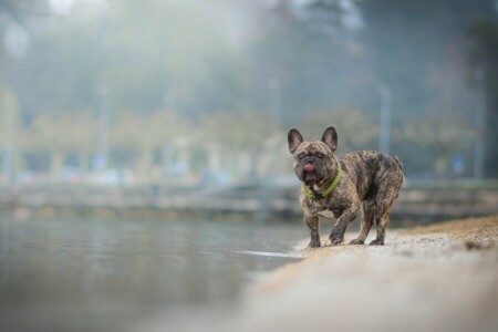 perro, Bulldog francés, agua