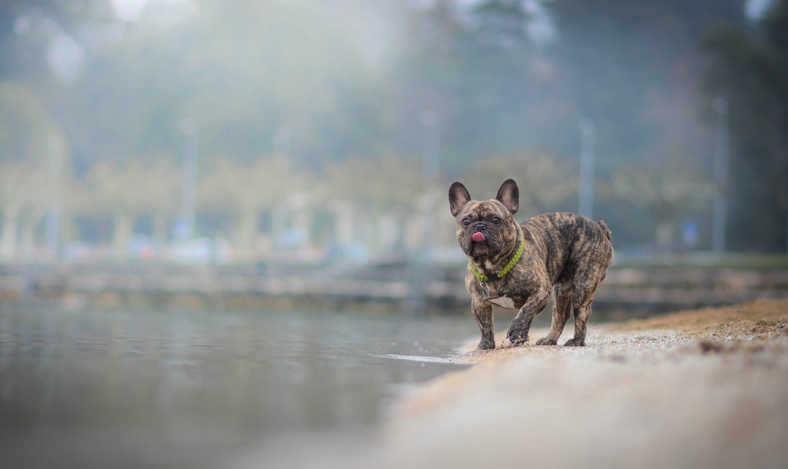 hund, vann, fransk bulldog