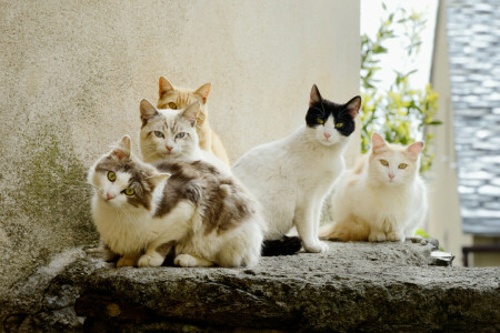 chats, groupe, Regardez, été