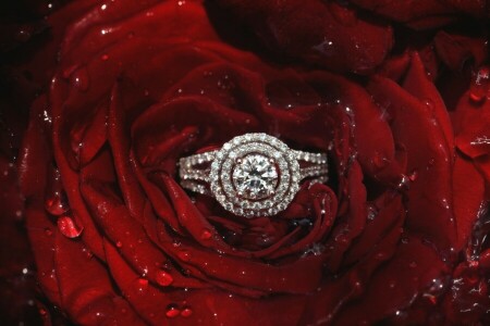 diamanter, petals, ringe, rose