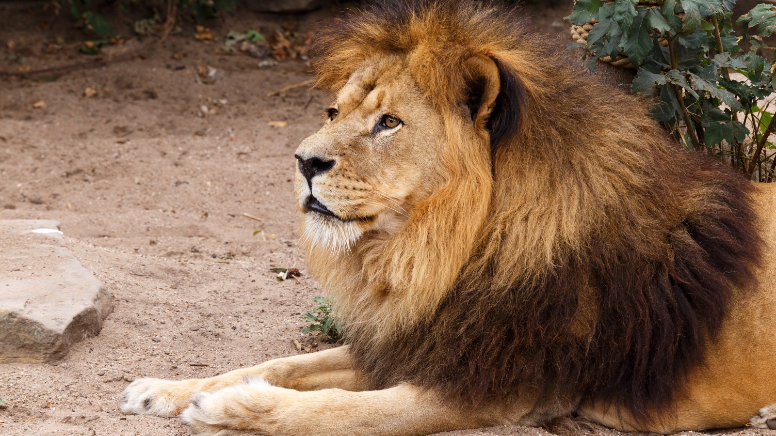 Mira, naturaleza, cara, retrato, mentiras, León