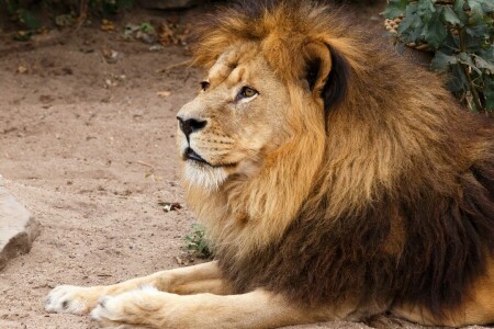 visage, Leo, mensonges, Regardez, la nature, portrait