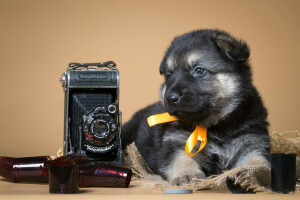 bow, film, puppy, retro, shepherd, the camera