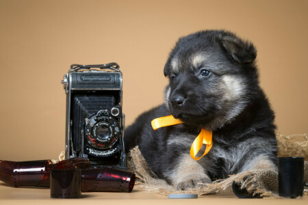 boog, film, puppy, retro, herder, de camera