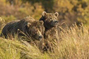 autumn, bears, nature