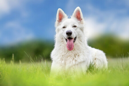 dog, language, shepherd