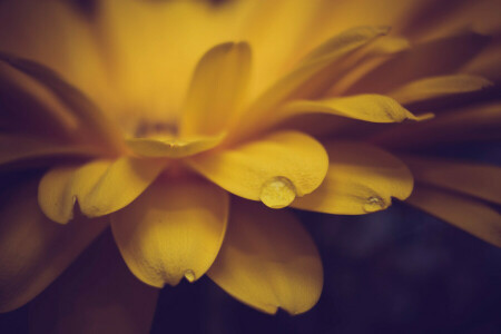 drop, flower, petals, yellow