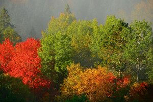 herfst, mist, Woud, ochtend-, bomen