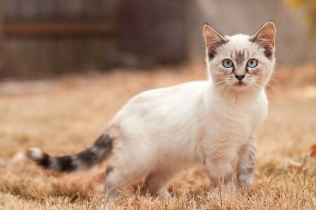 background, cat, look