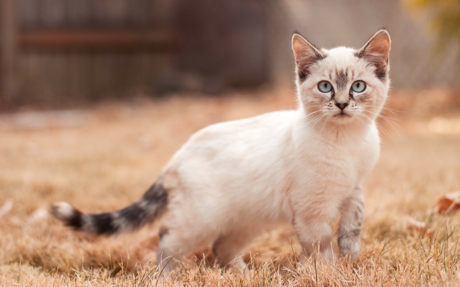 look, background, cat