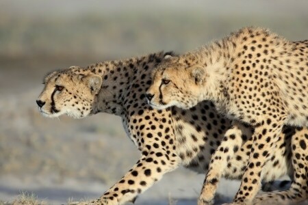 un couple, guépards, chats sauvages