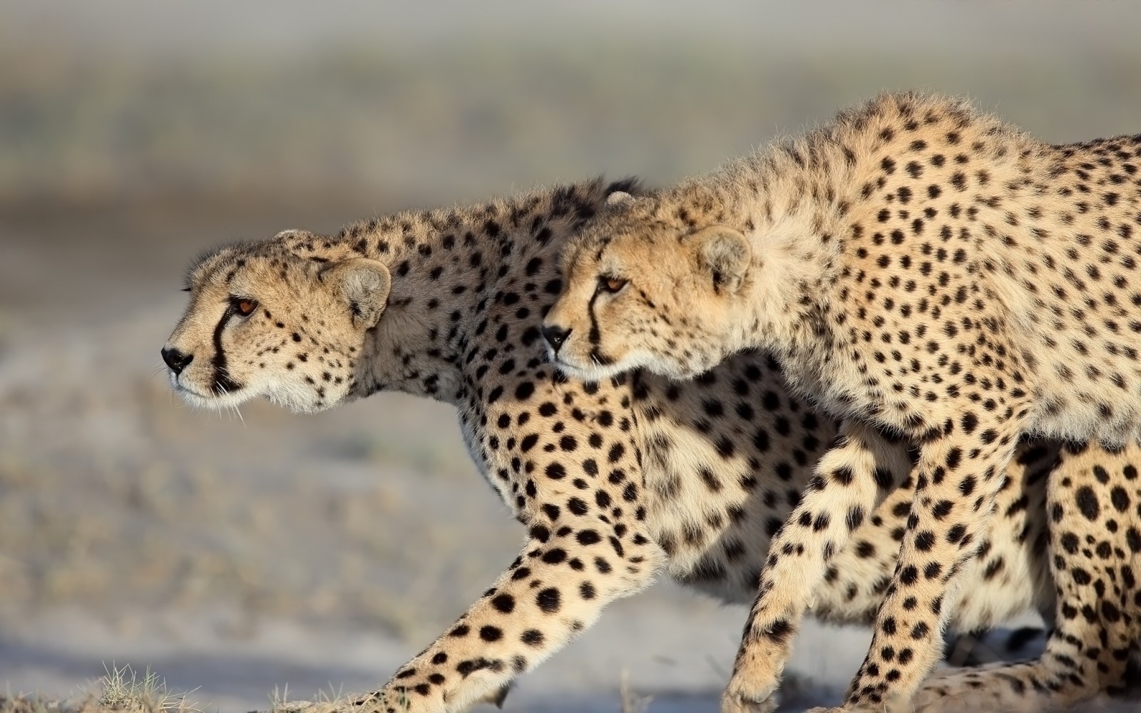 un couple, guépards, chats sauvages