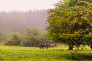 fog, forest, glade, grass, horse, lawn, trees