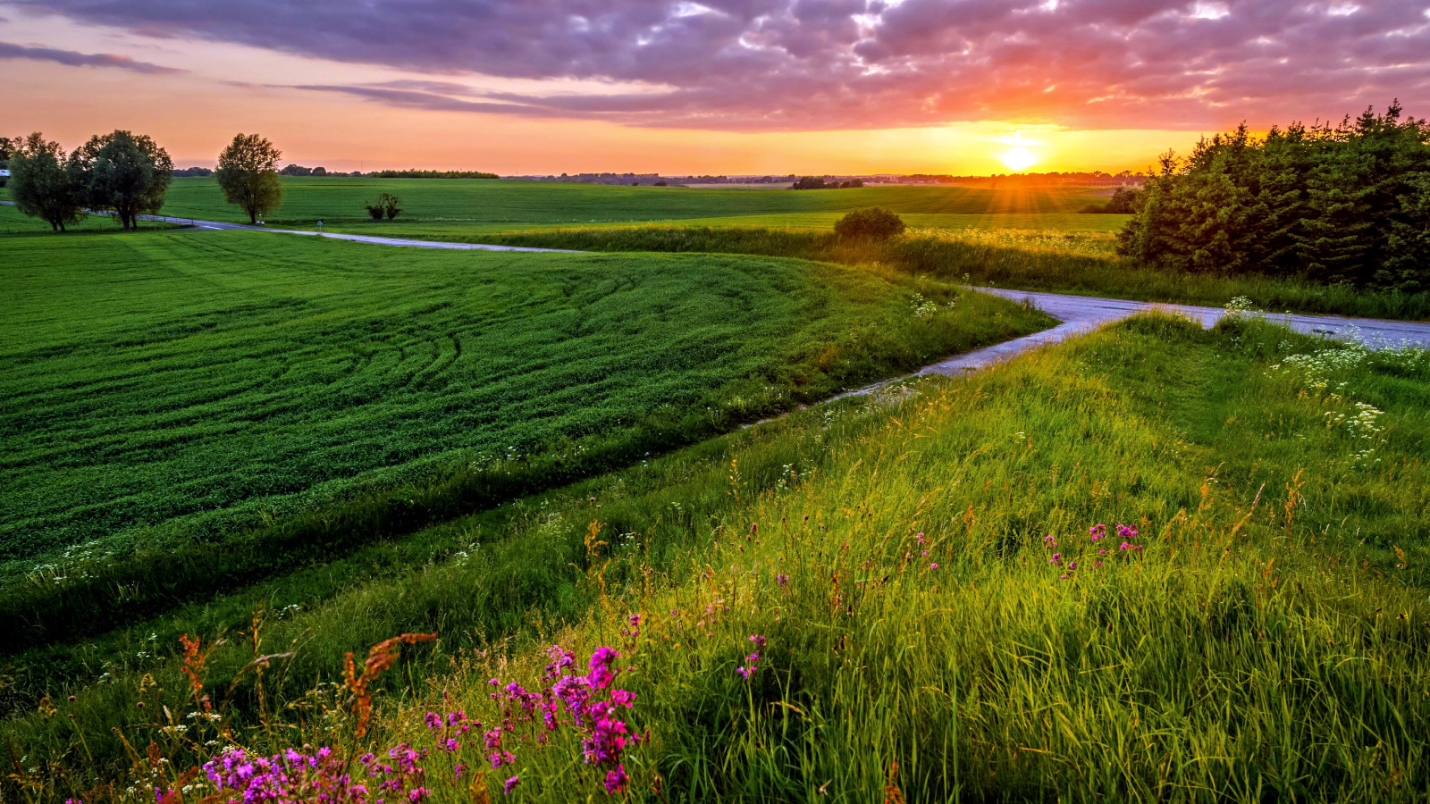 herbe, Le ciel, le soir, le coucher du soleil, champ, des nuages, ciel, Prairie