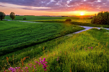 skyer, kveld, felt, gress, eng, himmel, sol, solnedgang