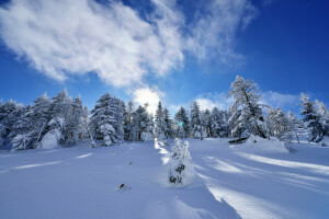 clouds, slope, snow, spruce, the sky, trees, winter