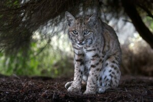 Mira, lince, gato salvaje