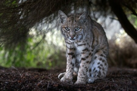 aussehen, Luchs, wilde Katze