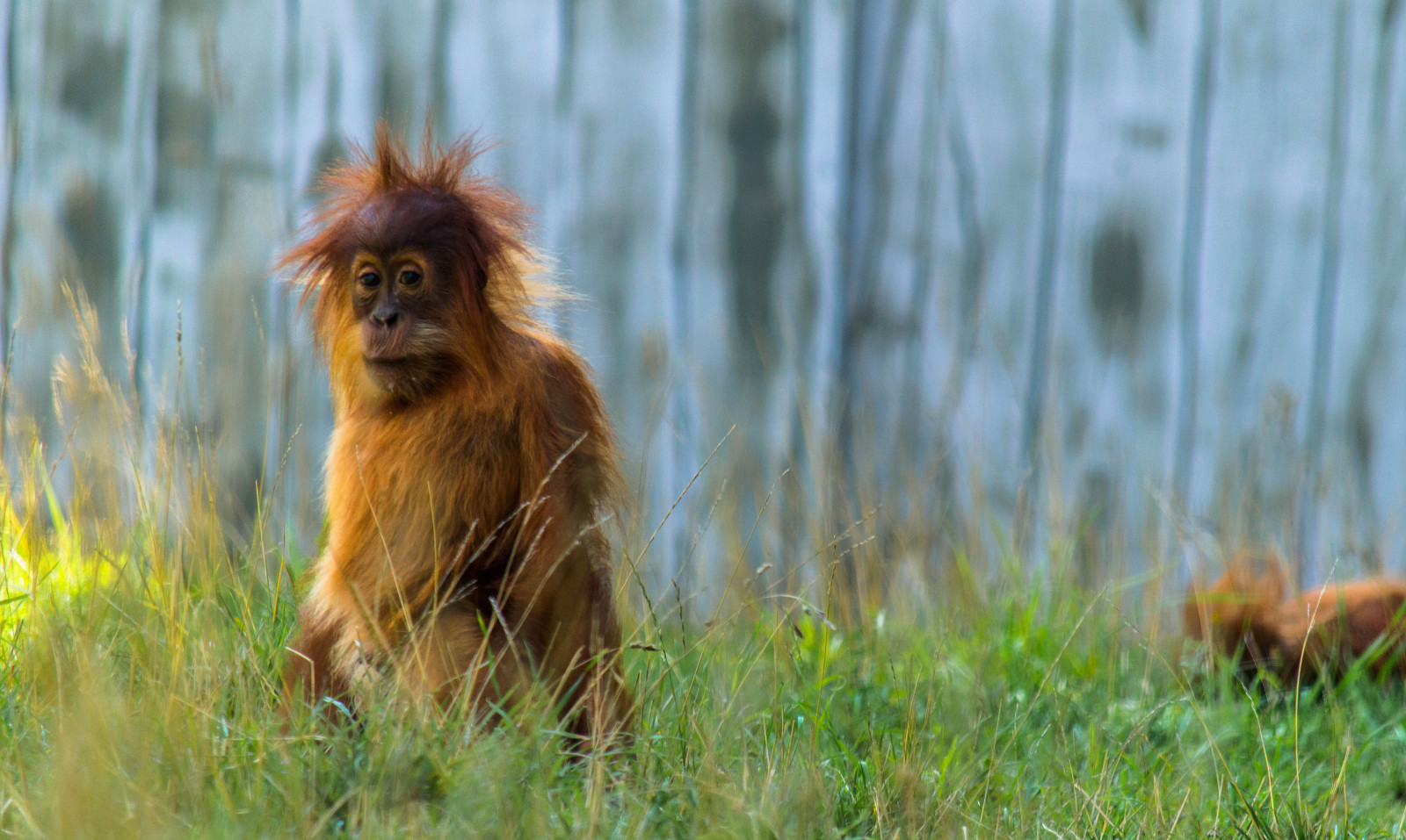 grass, monkey, the fence