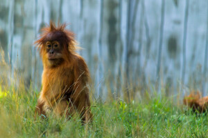 grass, monkey, the fence