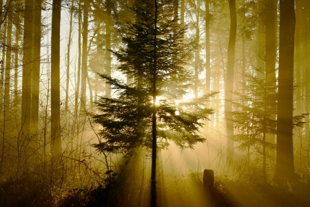 bosque, ligero, naturaleza