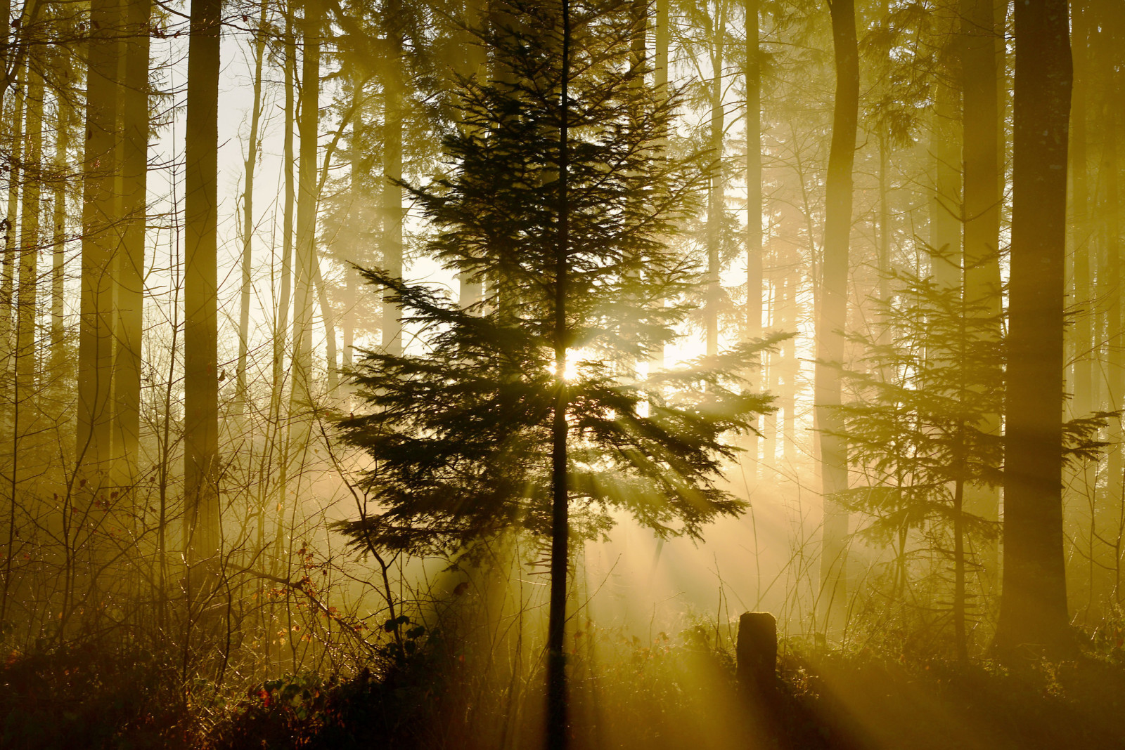 skog, ljus, natur