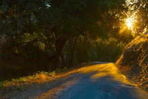 luz, manhã, estrada