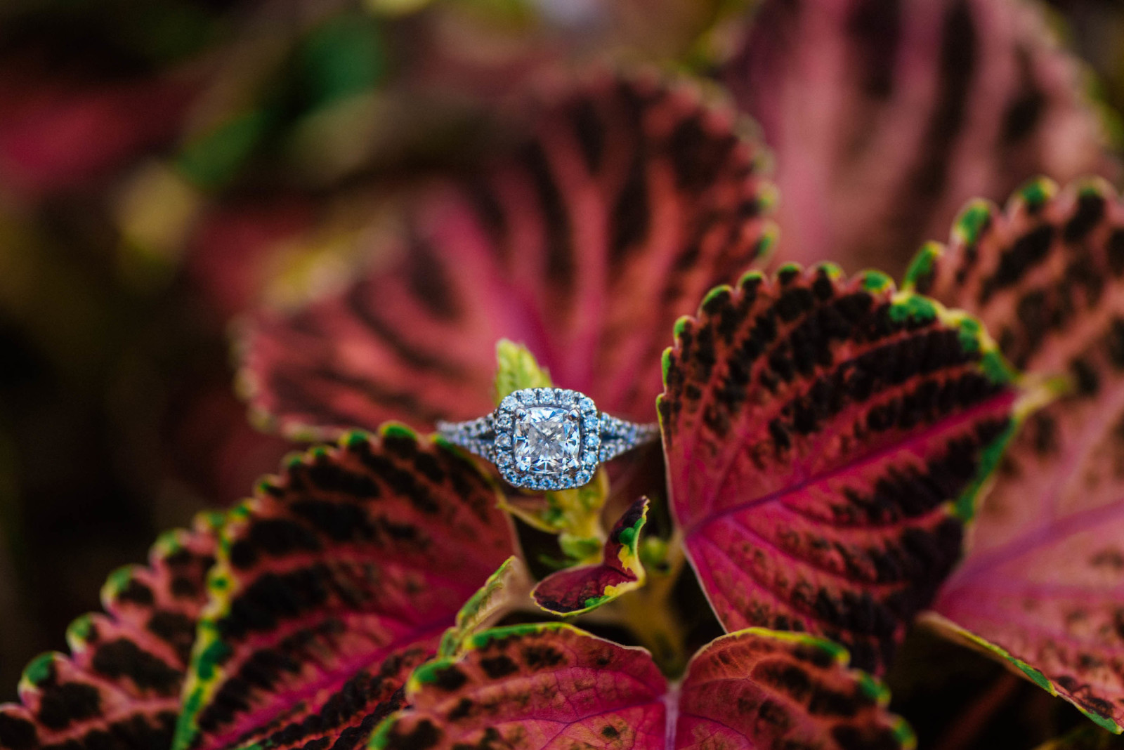 pétales, pierre, mariage, bague