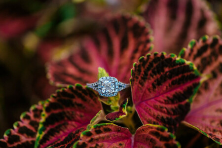 Blütenblätter, Ring, Stein, Hochzeit