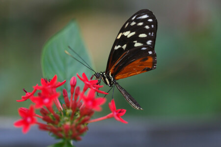 antennae, BUTTERFLY, flower, leaf, wing