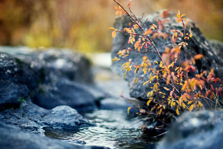 autumn, branch, Bush, leaves, stones, stream, yellow