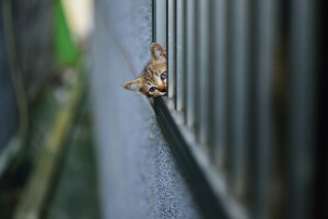 kitty, looks, spying, wall