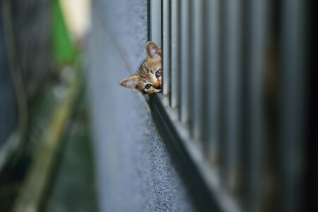 kitty, looks, spying, wall