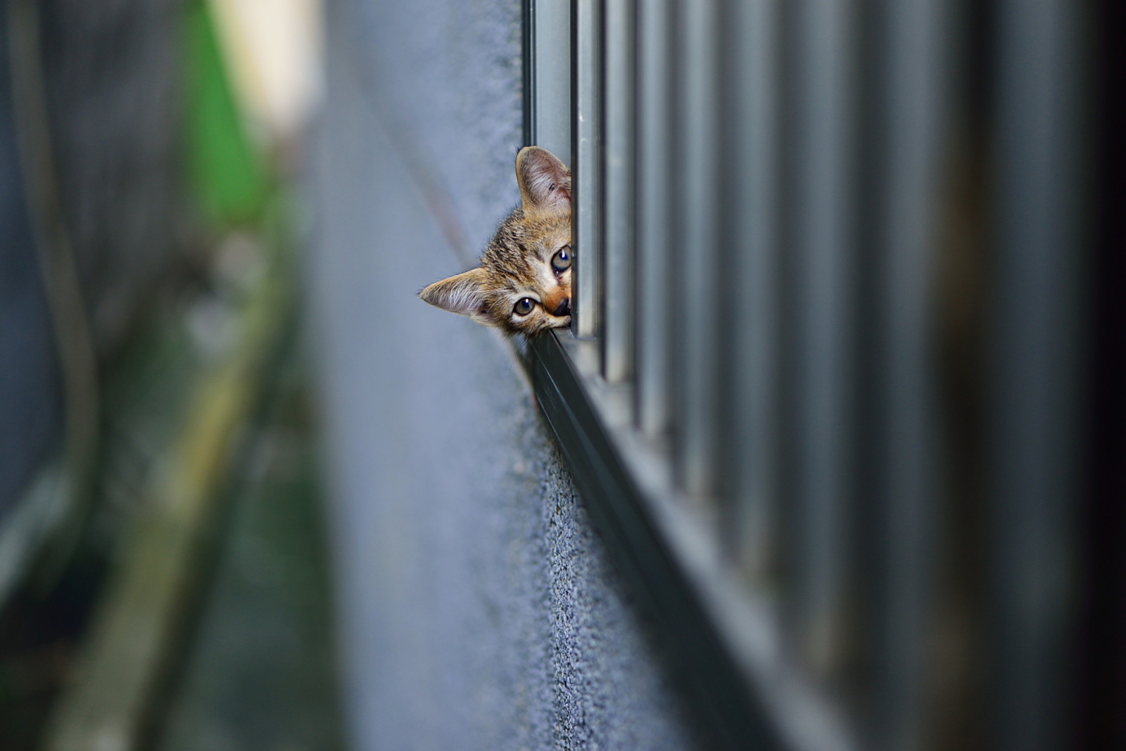 pared, gatito, mira, espionaje