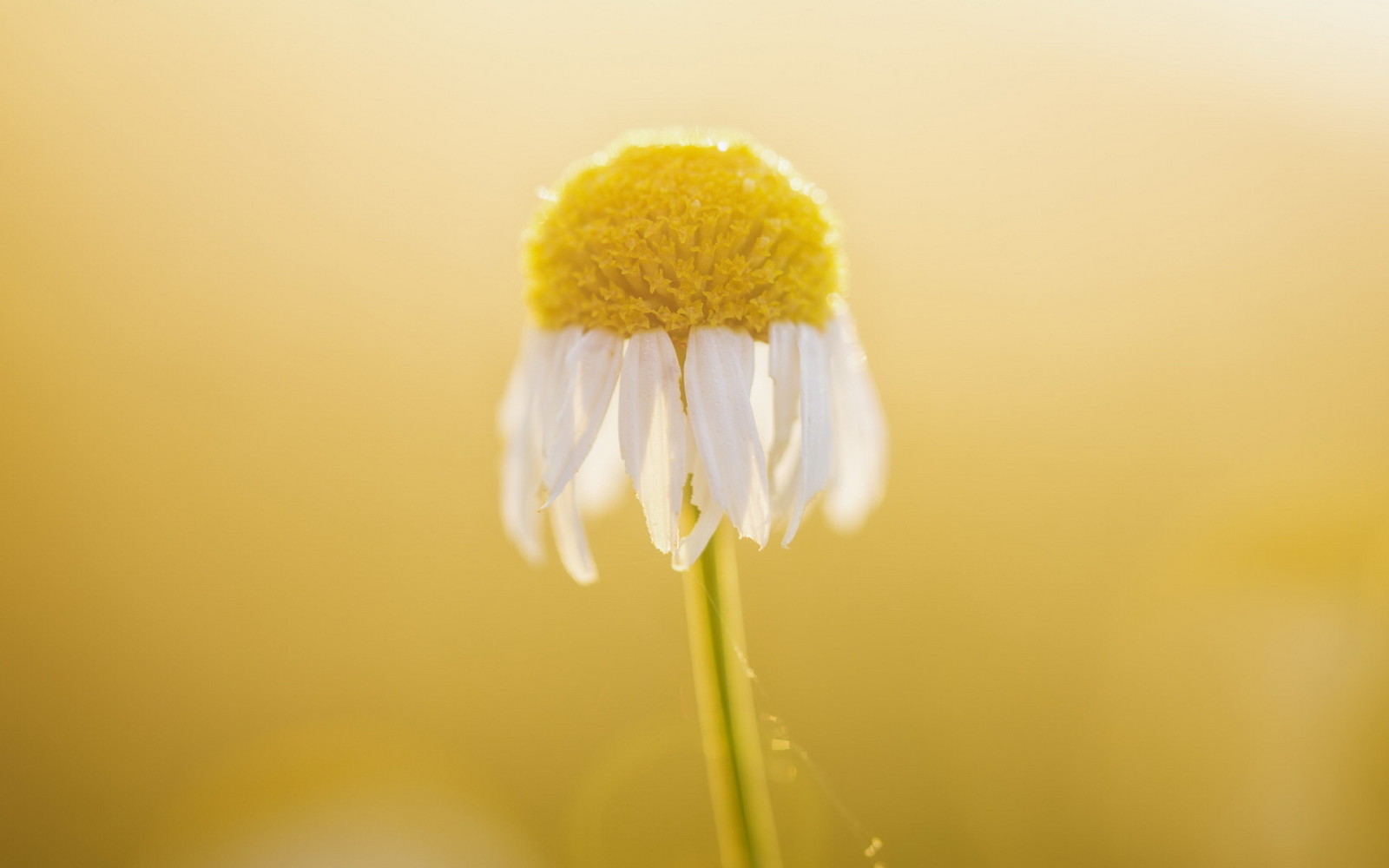 macro, floare, Margaretă