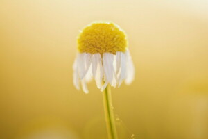 Madeliefje, bloem, macro