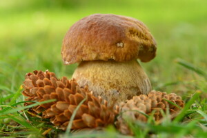 l'automne, champignon, la nature