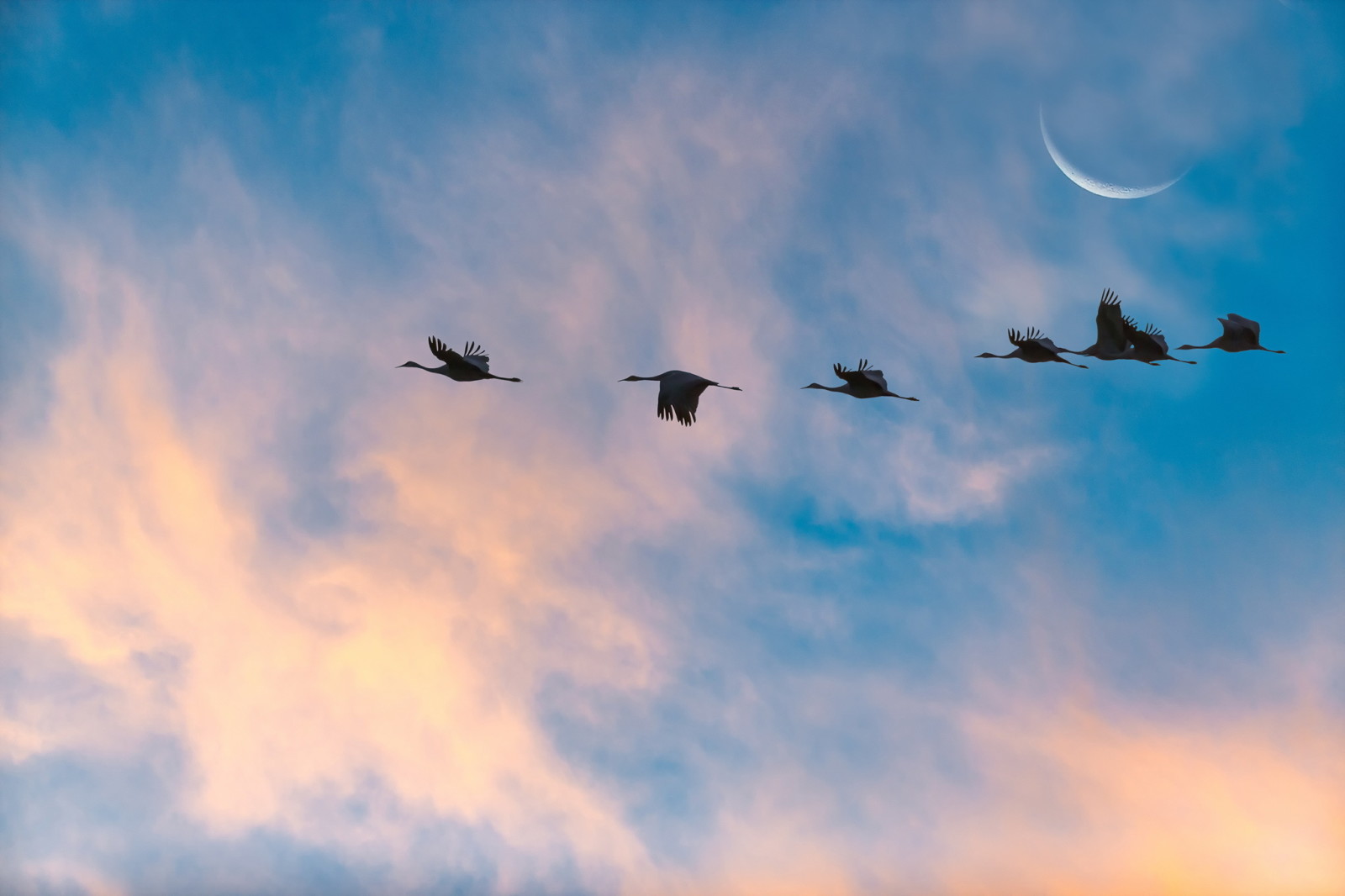 o céu, panorama, pássaros