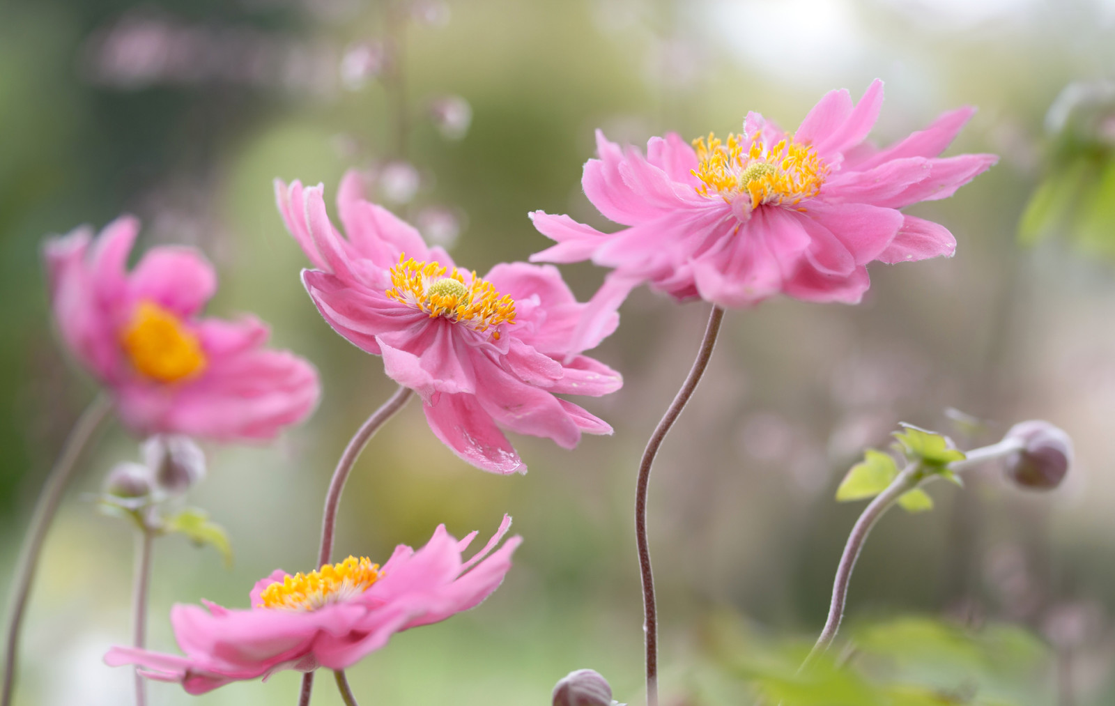 maali-, terälehdet, varsi, syksyn anemone