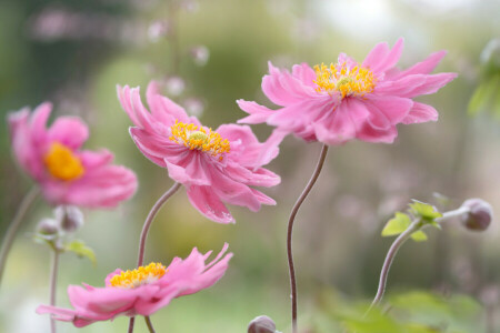 autumn anemone, paint, petals, stem