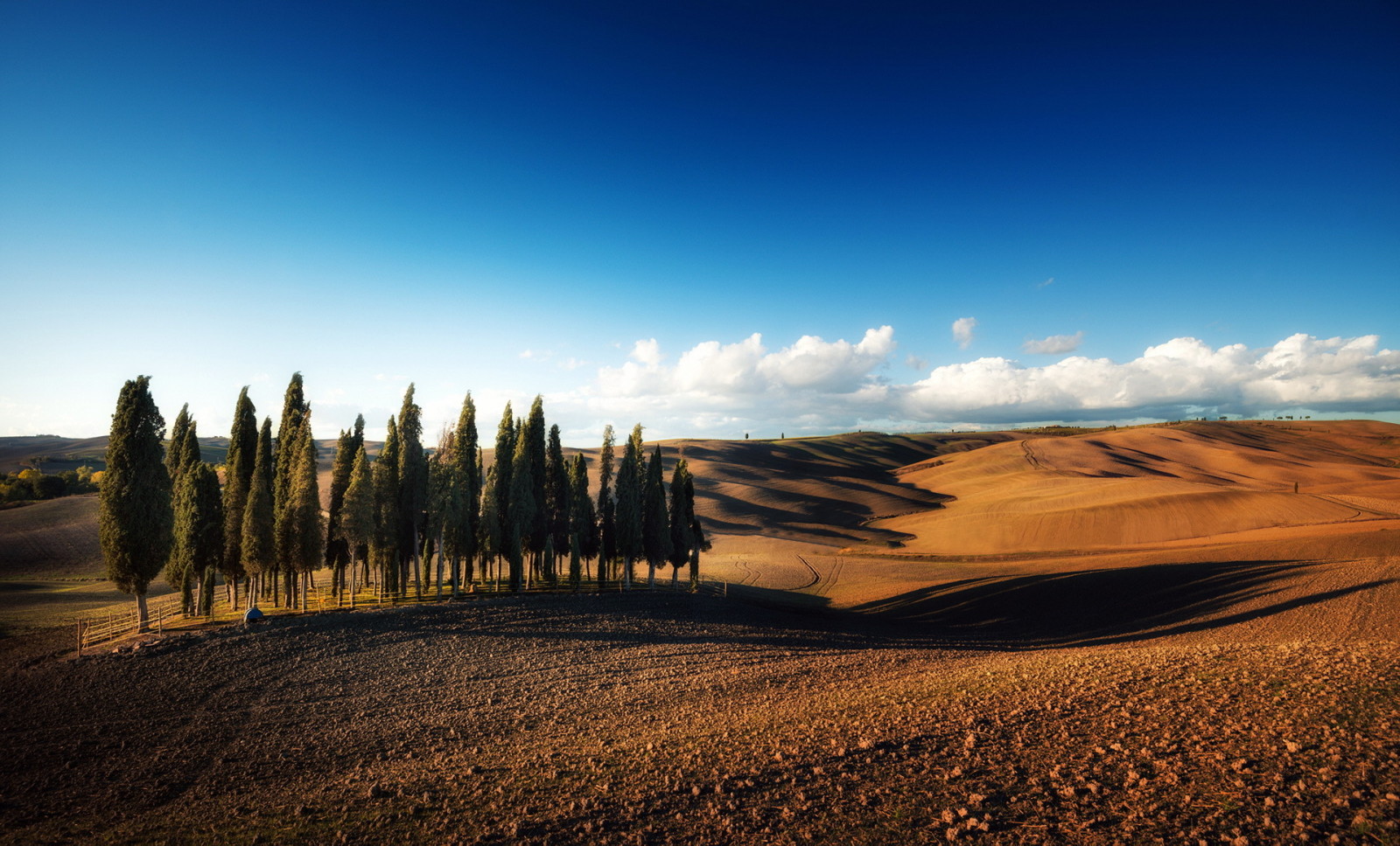 landschap, bomen, veld-