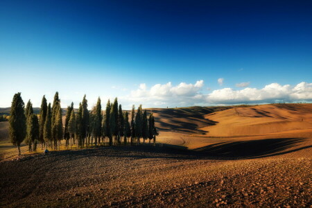 field, landscape, trees