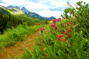 flowers, grass, landscape, mountains, path, the sky