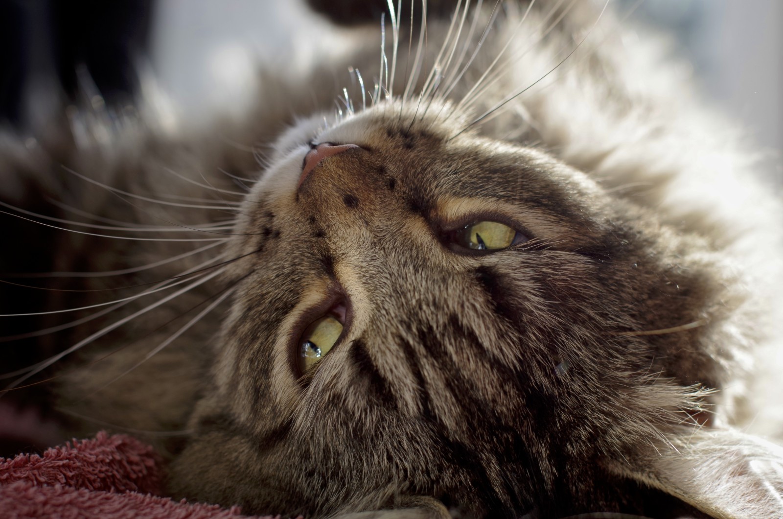 Regardez, chat, Animal, yeux verts, oreilles, la laine, morda