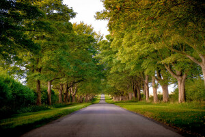 herbe, route, des arbres