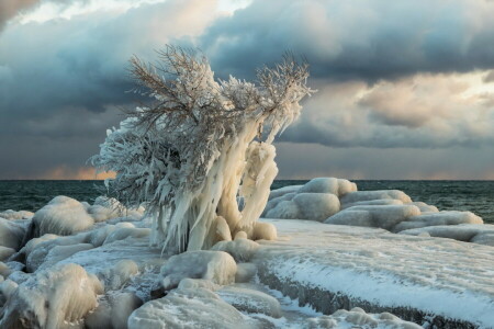 ľad, more, strom