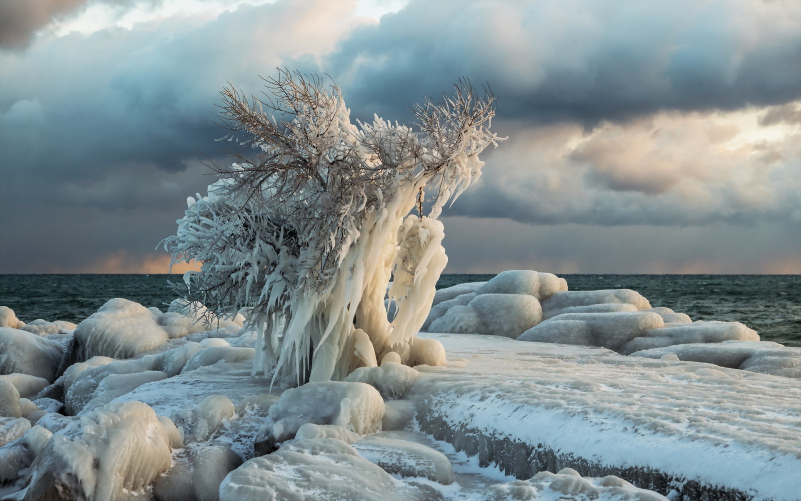 arbre, la glace, mer